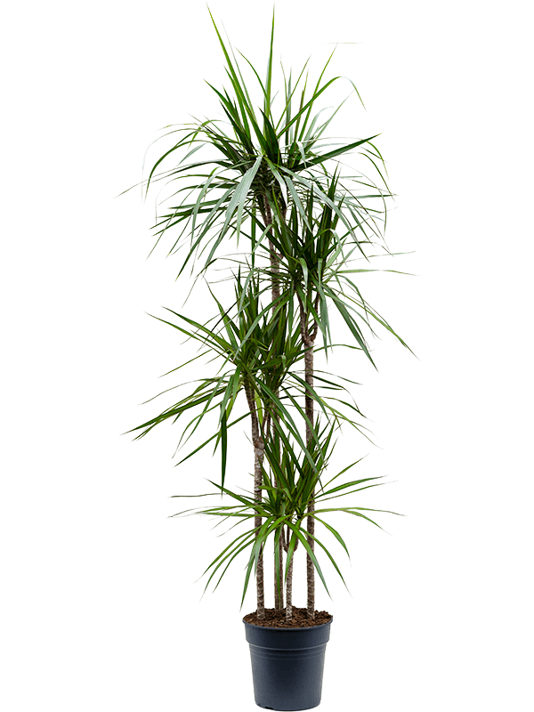 Showy Madagascar Dragon Tree Dracaena marginata Tall Indoor House Plants Trees
