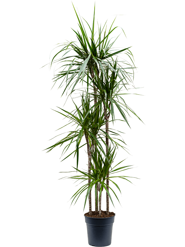 Showy Madagascar Dragon Tree Dracaena marginata Tall Indoor House Plants Trees