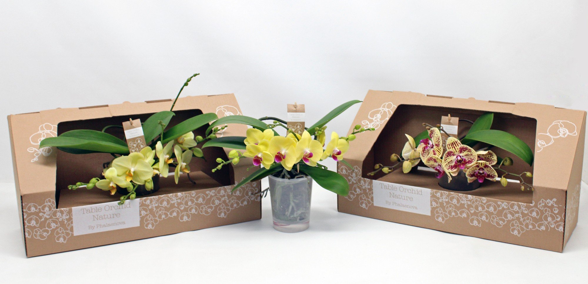 Phalaenopsis Table Orchid