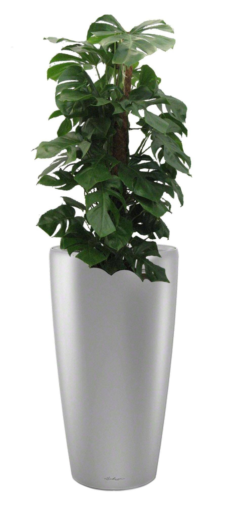 Potted House Plant Monstera Deliciosa in LECHUZA RONDO Silver Metallic  Self-watering Planter, Total Height 150 cm