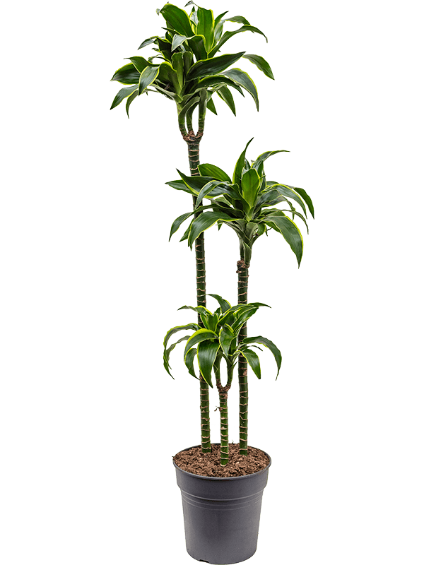 Insta-friendly Corn Plant Dracaena fragrans 'Dorado' Tall Indoor House Plants Trees