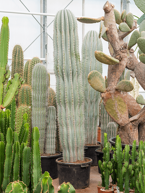 Easy-Care Mexican Giant Cactus Pachycereus pringlei Indoor House Plants