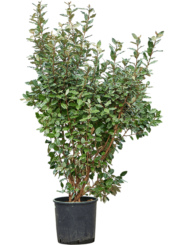 Elaeagnus ebbingei 'Compacta' (140-160)