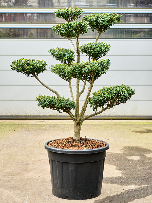 Ilex crenata 'Green Lustre' (150-170)