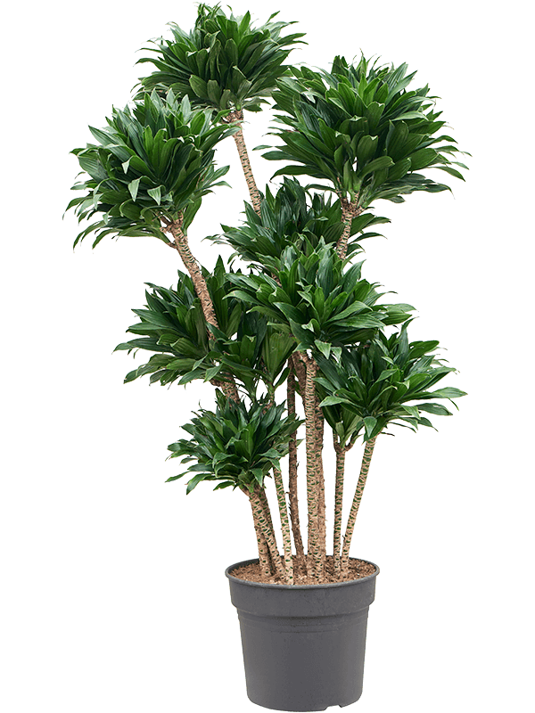 Easy-Care Corn Plant Dracaena fragrans 'Compacta' Indoor House Plants