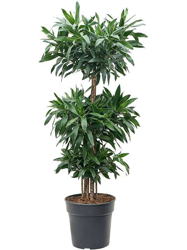 Easy-Care Dragon Tree Pleomele (Dracaena) reflexa Tall Indoor House Plants Trees