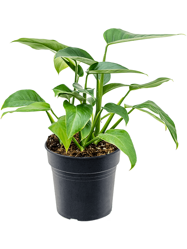 Lush Rhodospatha latifolia Indoor House Plants