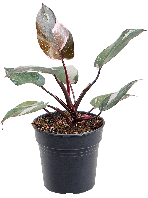 Lush Heart-Leaf Philodendron 'Pink Princess' Indoor House Plants