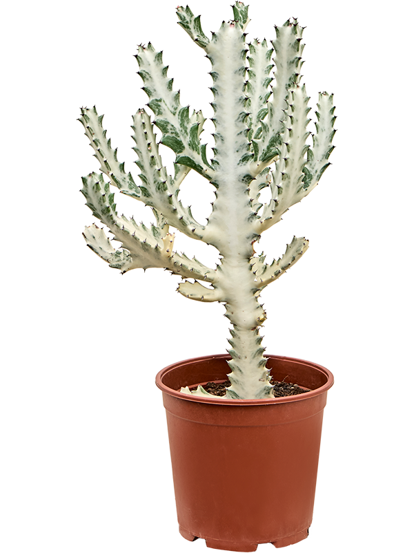 Euphorbia lactea 'Ghost'