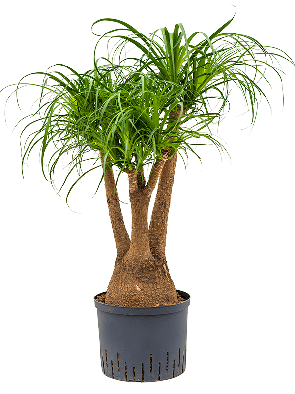 Tropical Ponytail Palm Beaucarnea recurvata Tall Indoor House Plants Trees