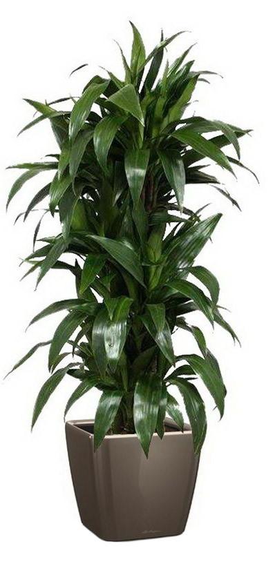 Dracaena Fragrans Janet Greig in LECHUZA QUADRO LS Self-watering Planter, Total Height 130 cm