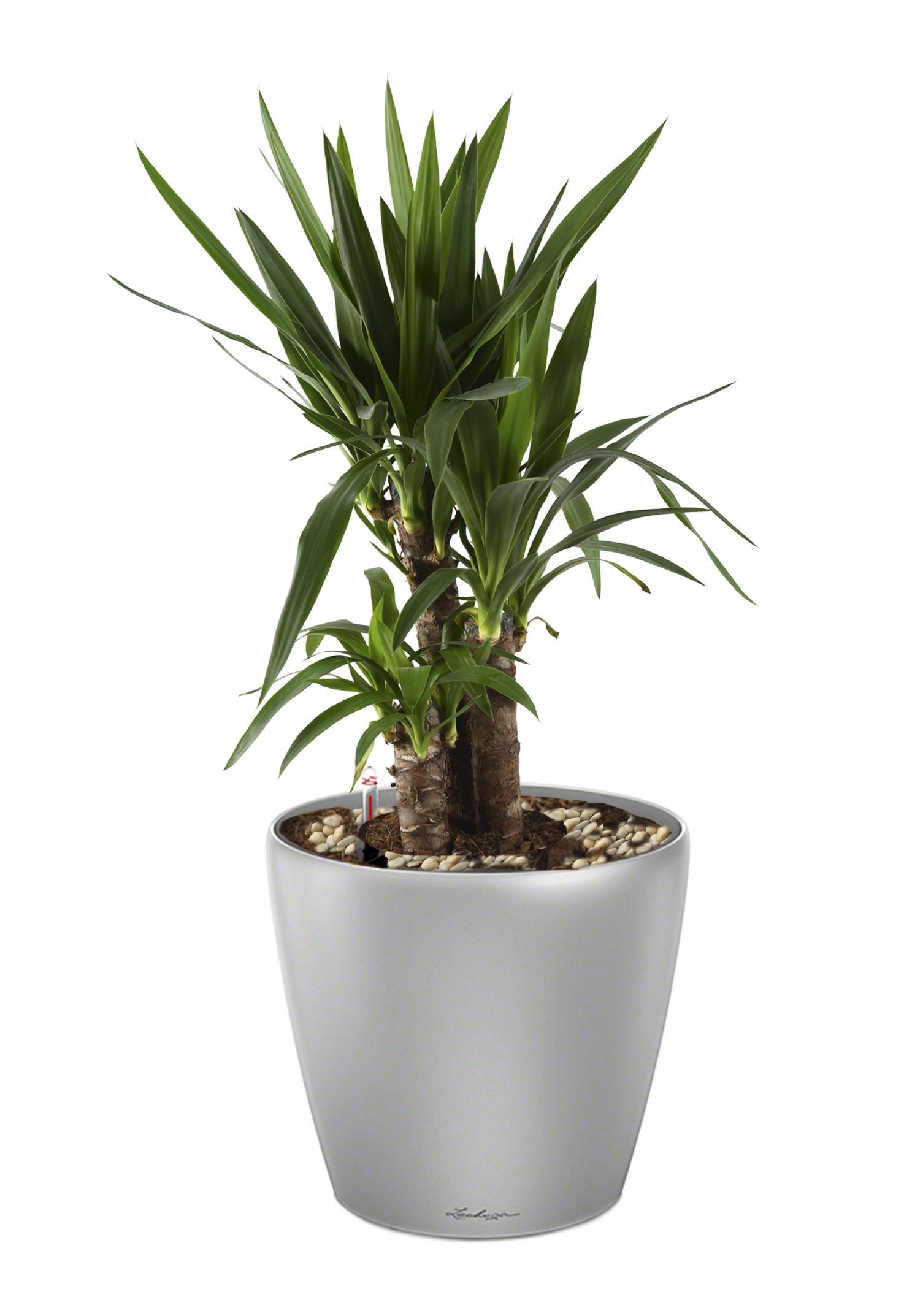 Yucca in LECHUZA CLASSICO LS Self-watering Planter, Total Height 80 cm