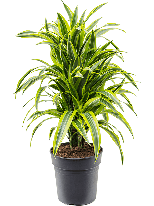 Colorful Corn Plant Dracaena fragrans 'Lemon Lime' Tall Indoor House Plants Trees