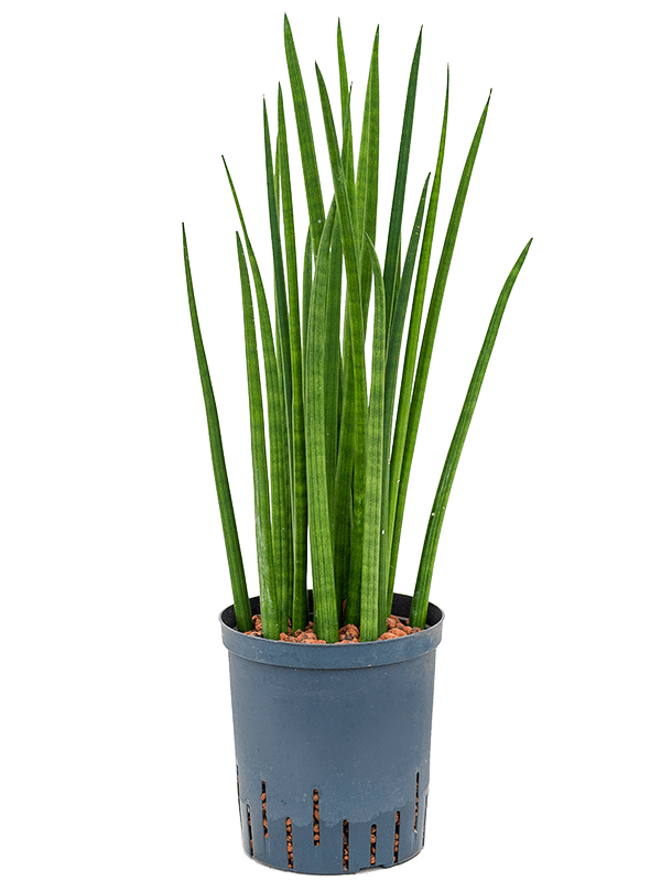 Trendy Snake Plant Sansevieria cylindrica 'Spikes' Indoor House Plants