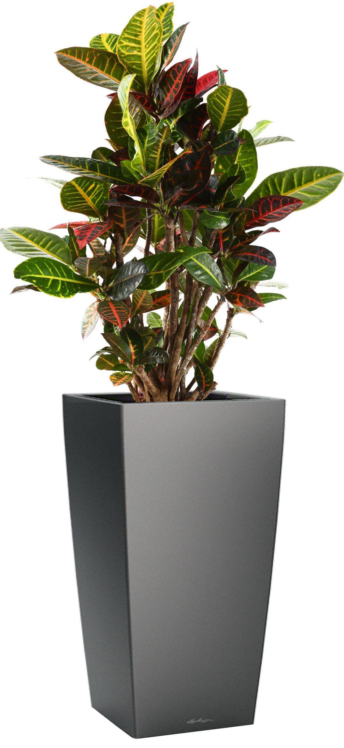 Codiaeum Petra in LECHUZA CUBICO Self-watering Planter, Total Height 130 cm