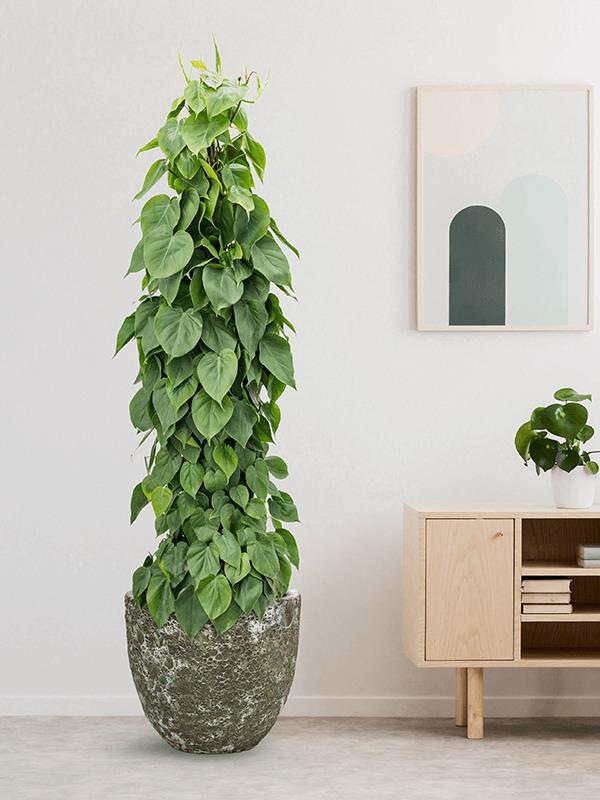 Lava Ceramic Round Planter | Indoor and Outdoor Plant Pot