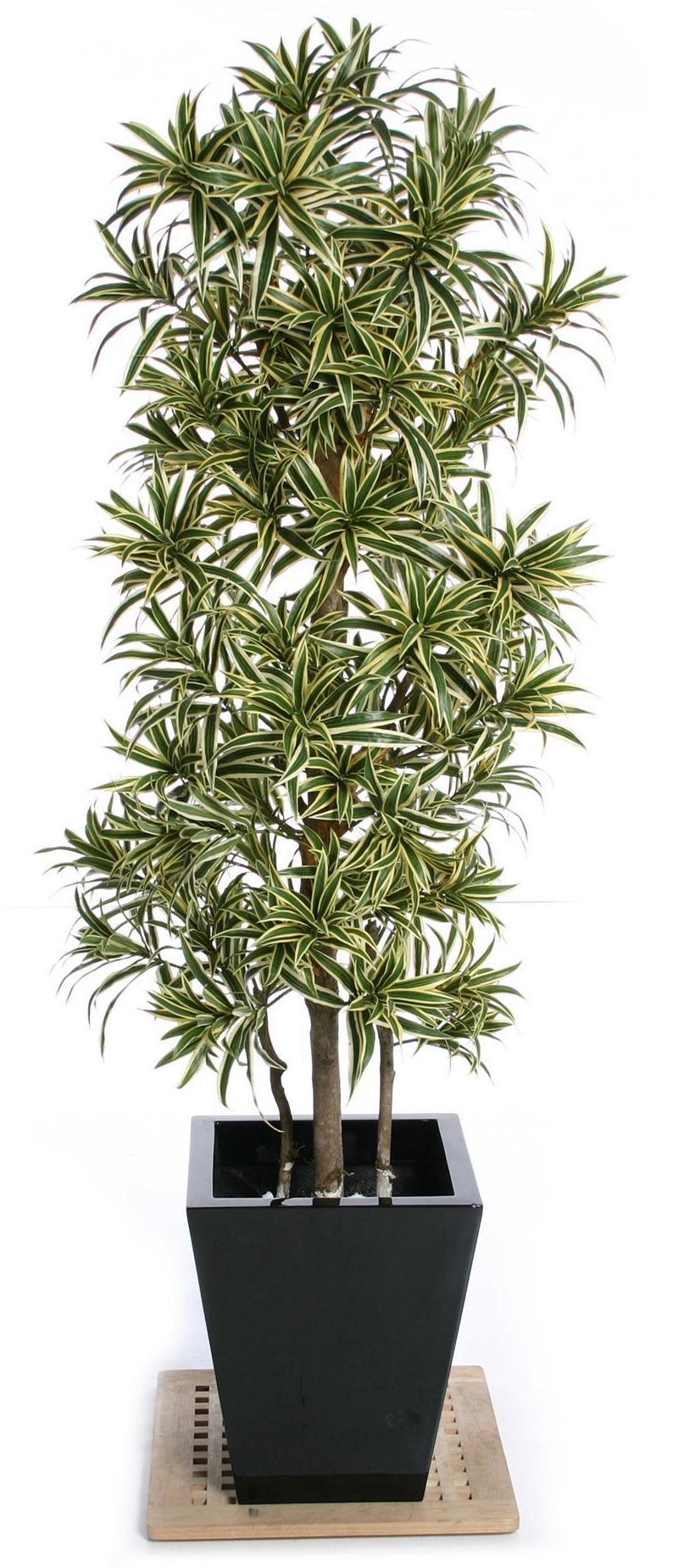 Dracaena Song of India Flame Retardant Artificial Tree Plant