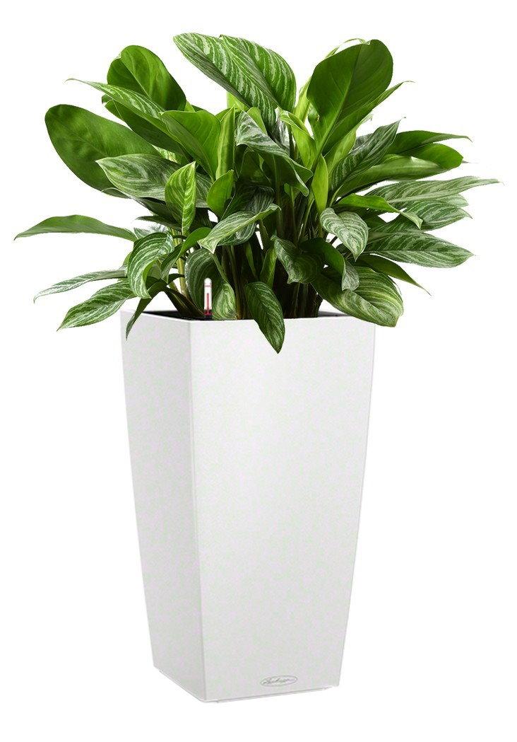 Aglaonema Stripes in LECHUZA CUBICO Color Self-watering Planter, Total Height 90 cm