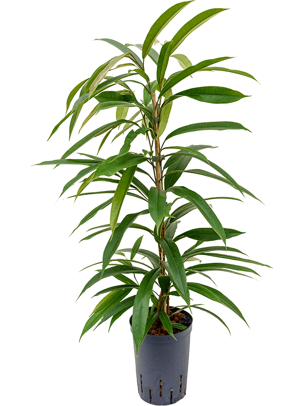 Lush Narrow-leaf Fig Ficus binnendijkii 'Amstel King' Tall Indoor House Plants Trees