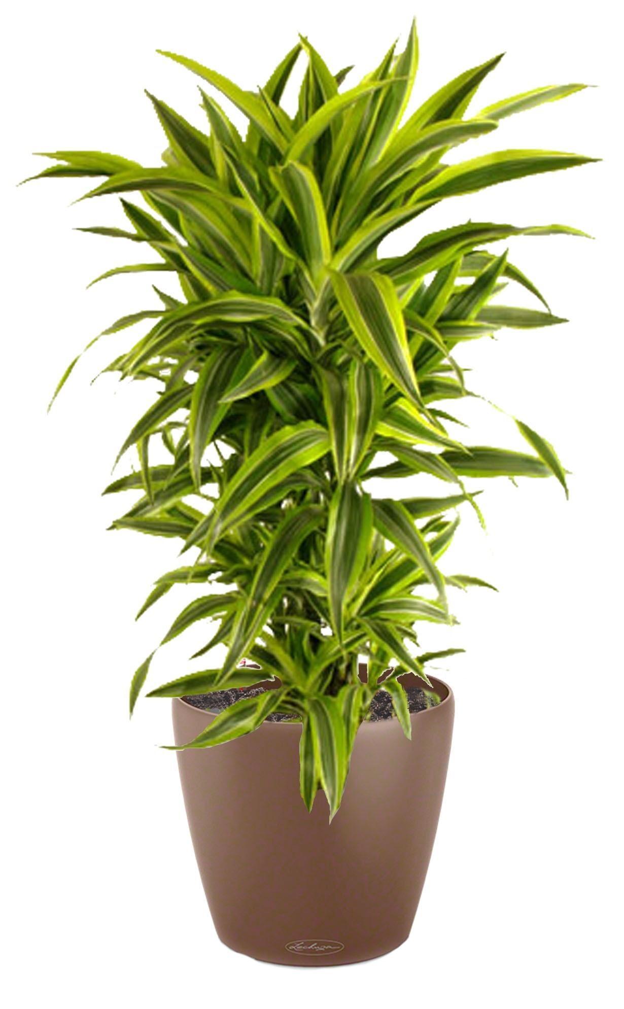 Dracaena Fragrans Lemon Lime in LECHUZA CLASSICO Color Self-watering Planter, Total Height 120 cm
