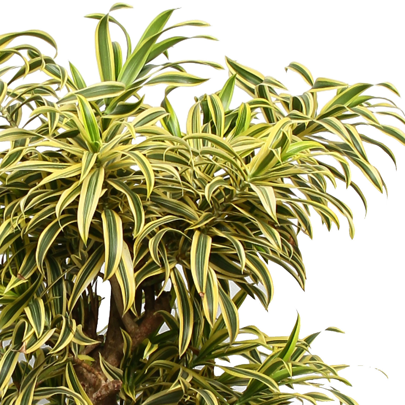 dracena seeds Dracaena Indivisa 'Spike' Seeds main image 1