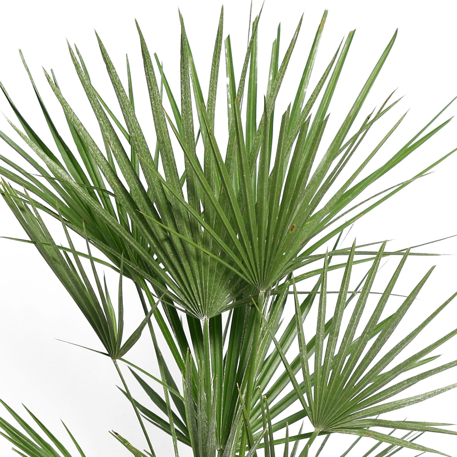 European Fan Palm Chamaerops palm, Mediterranean Fan Palm Tree (Chamaerops Humilis)