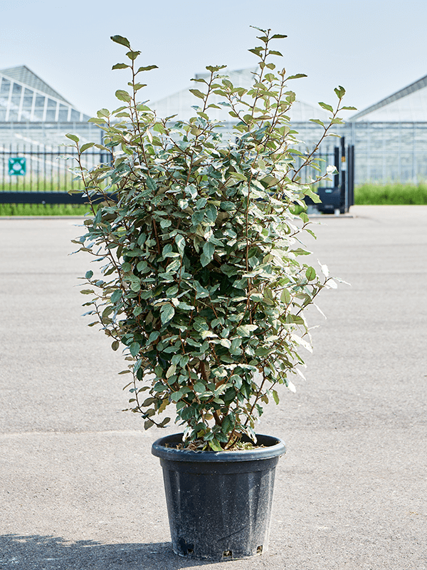 Elaeagnus ebbingei 'Compacta' (140-160)