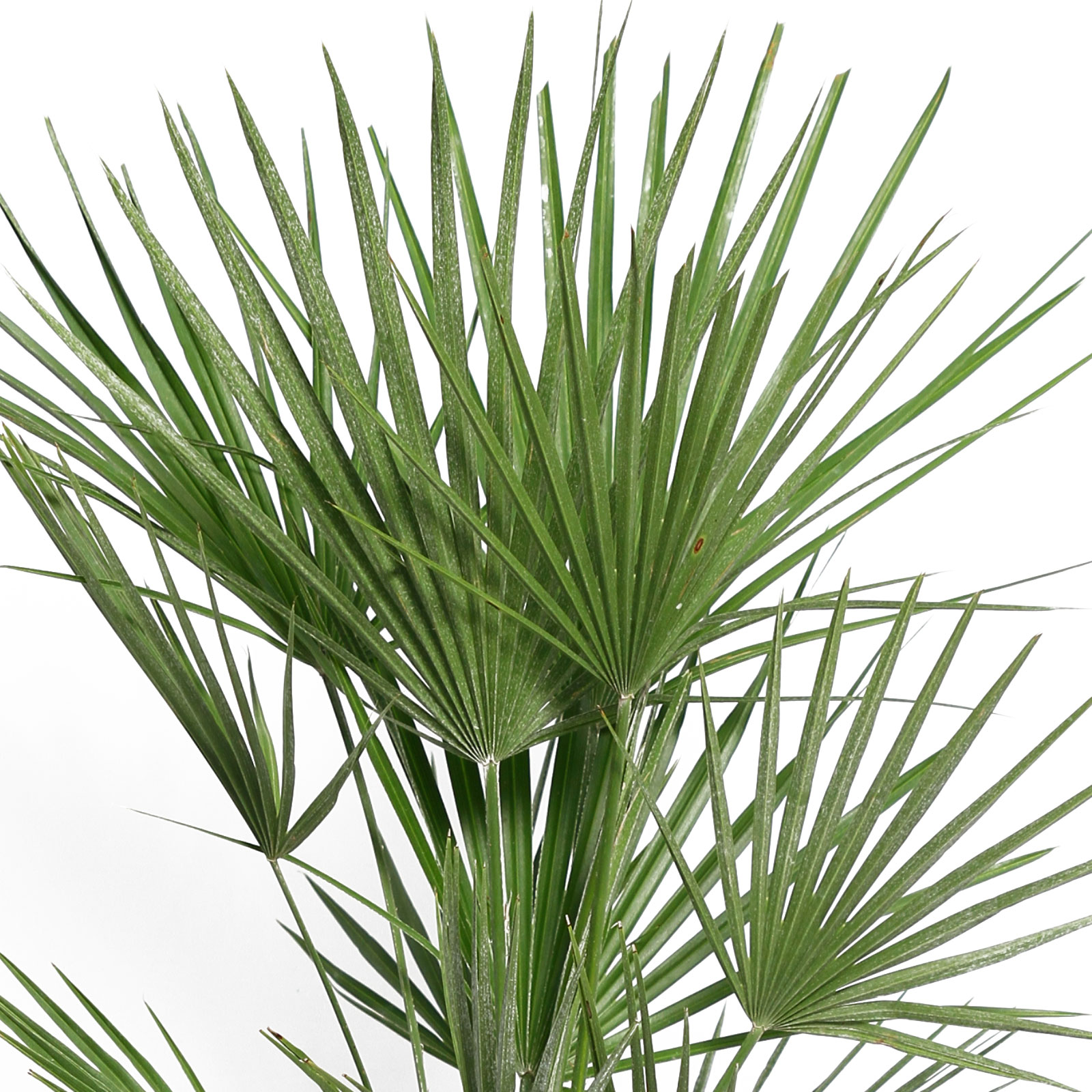 European Fan Palm Chamaerops palm, Mediterranean Fan Palm Tree (Chamaerops Humilis)