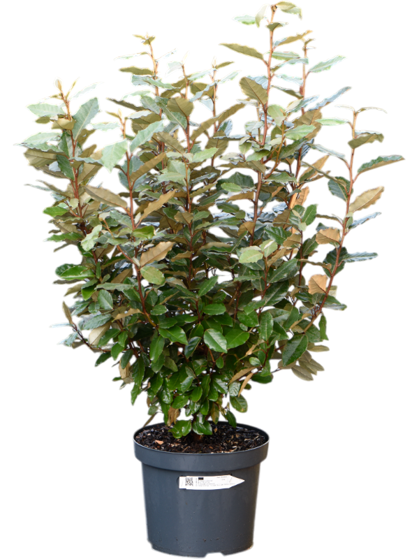 Elaeagnus ebbingei 'Compacta' (140-160)