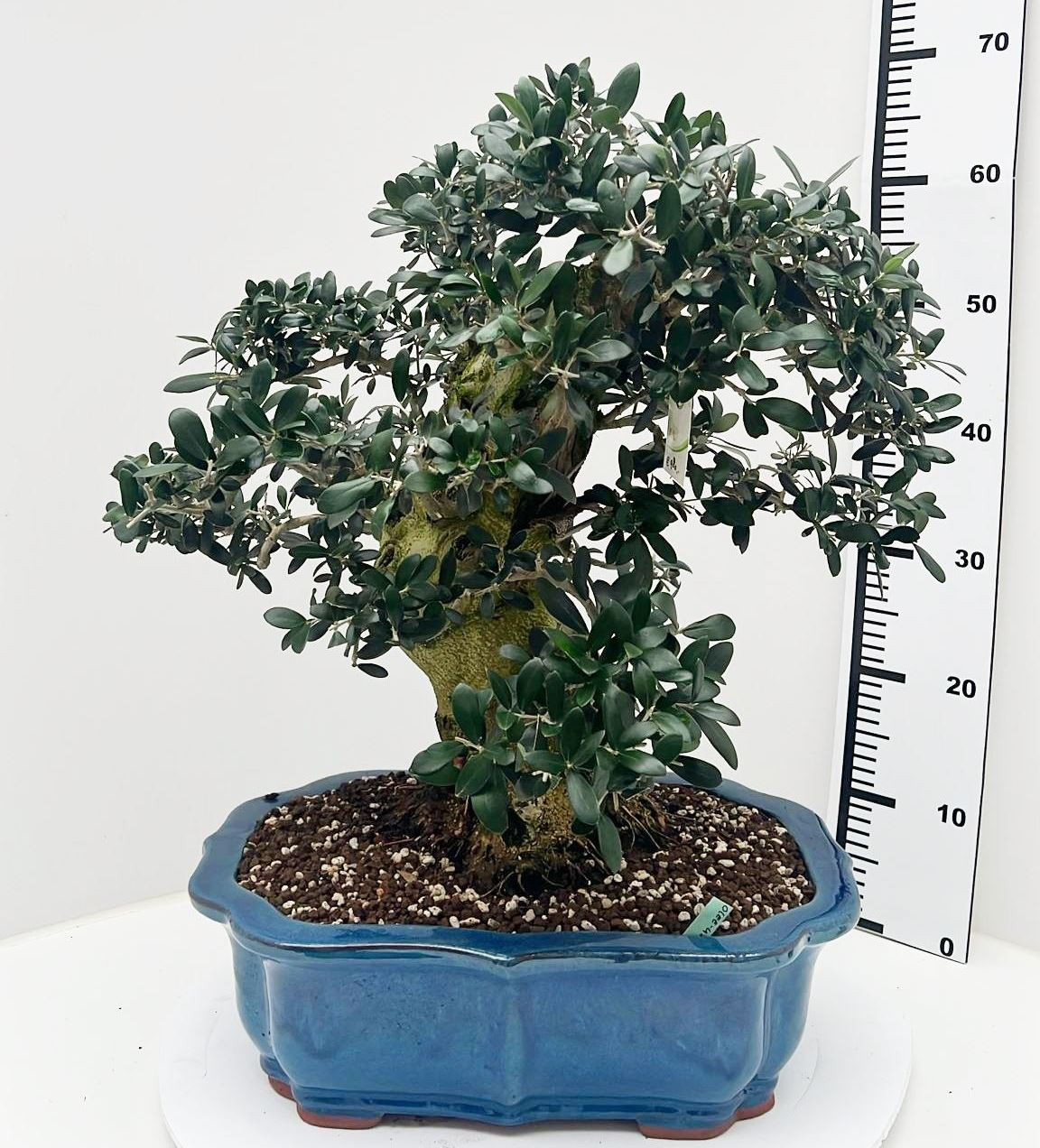 Showy Olive Olea europaea