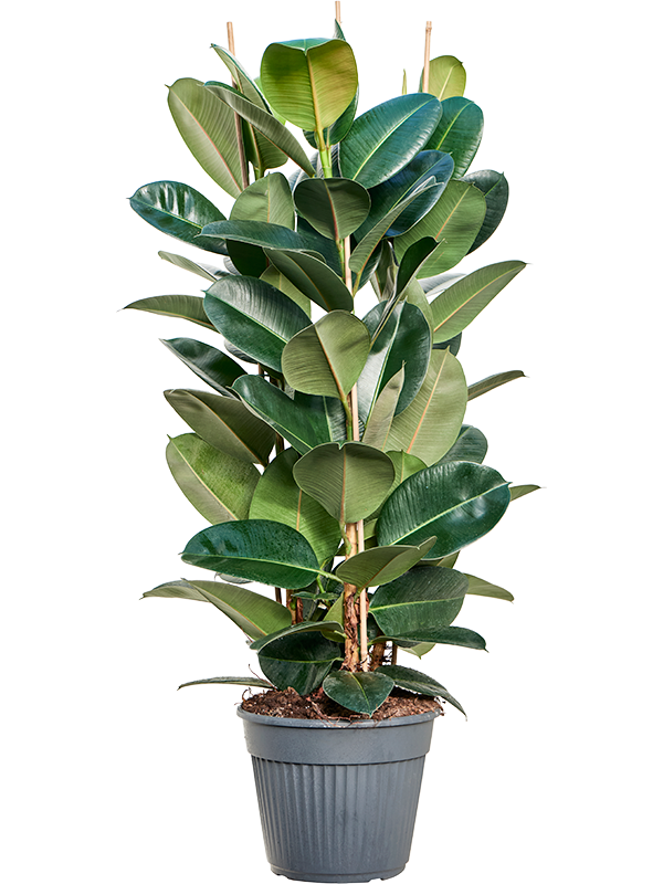 Lush Rubber Plant Ficus elastica 'Robusta' Indoor House Plants