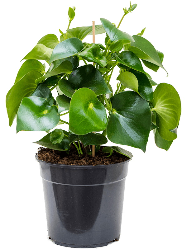 Showy Baby Rubber Plant Peperomia 'Rain Drop' Indoor House Plants