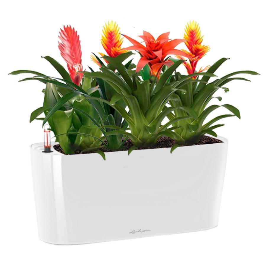 Blooming Bromeliads in LECHUZA DELTA Self-watering Planter, Total Height 50 cm