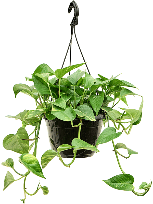 Shade-loving Pothos Scindapsus (Epipremnum) 'Aureum' Indoor House Plants
