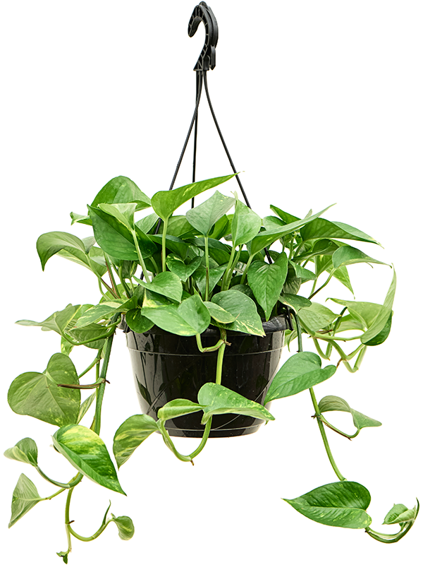 Shade-loving Pothos Scindapsus (Epipremnum) 'Aureum' Indoor House Plants