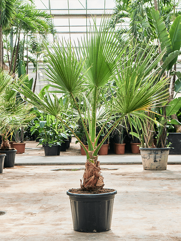 Lush California Fan Palm Washingtonia filifera (475-525) Indoor House Plants