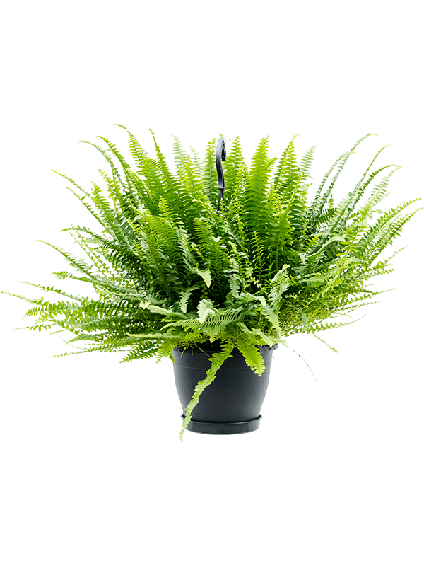 Shade-loving Boston Fern Nephrolepis exaltata 'Green Lady' Indoor House Plants