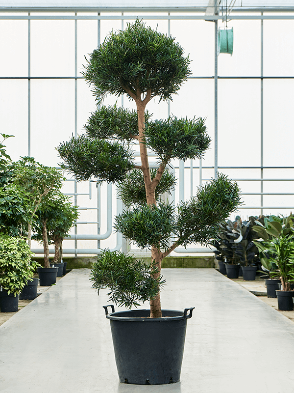 Lush Kusamaki Podocarpus macrophyllus Indoor House Plants