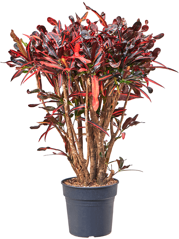 Striking Croton (Codiaeum) variegatum 'Mammi' Indoor House Plants