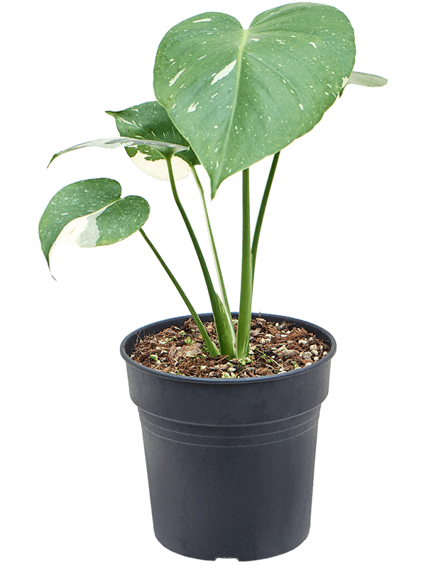 Shade-loving Monkey Leaf Monstera deliciosa 'Variegatum' Indoor House Plants
