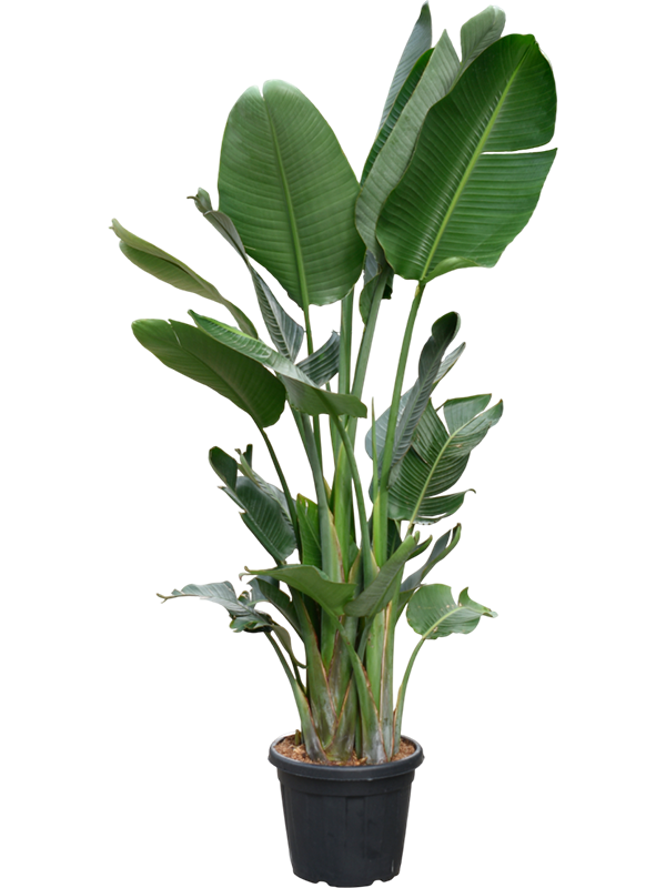 Tropical Bird of Paradise Strelitzia nicolai Indoor House Plants