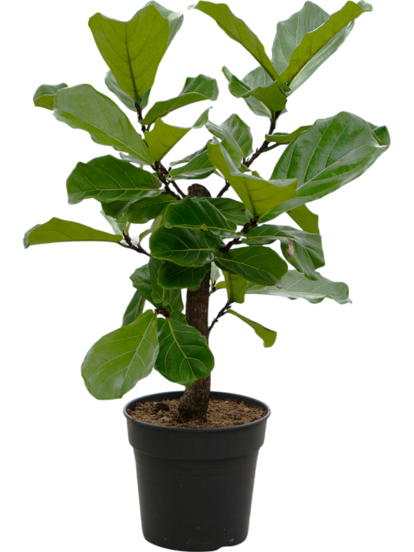 Lush Fiddle Leaf Fig Ficus lyrata Indoor House Plants