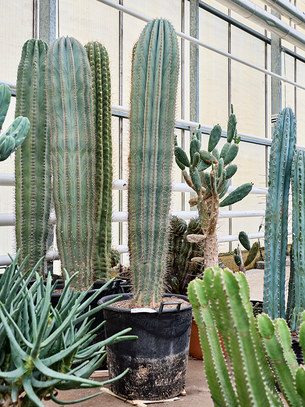 Easy-Care Mexican Giant Cactus Pachycereus pringlei Indoor House Plants