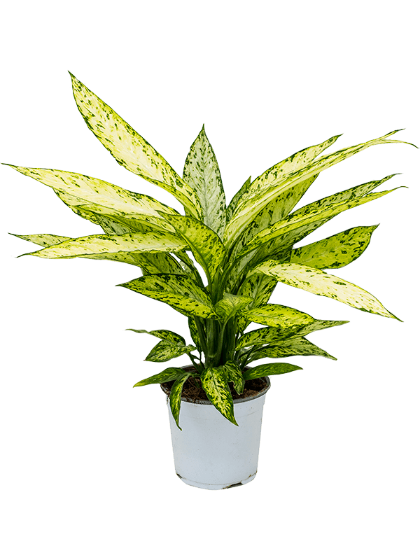 Lush Dumb Cane Dieffenbachia 'Vesuvius' Indoor House Plants