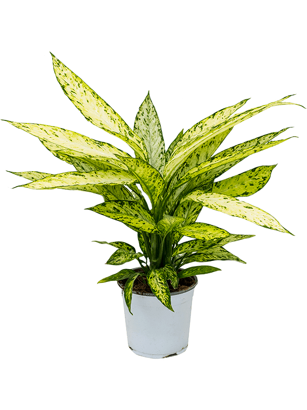 Lush Dumb Cane Dieffenbachia 'Vesuvius' Indoor House Plants