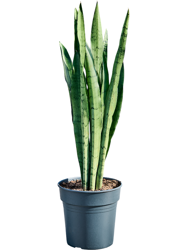 Sansevieria trifasciata 'Silver Mist'