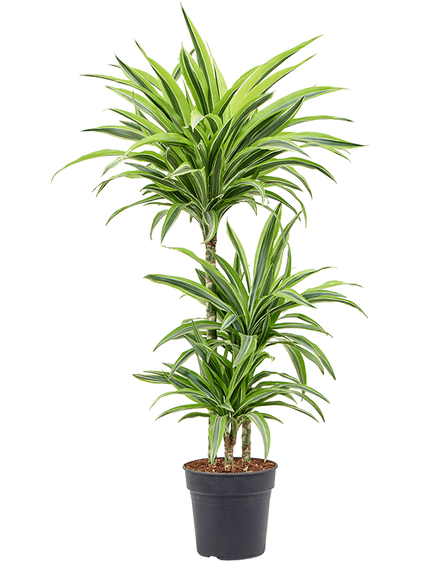 Colorful Corn Plant Dracaena fragrans 'Lemon Lime' Tall Indoor House Plants Trees