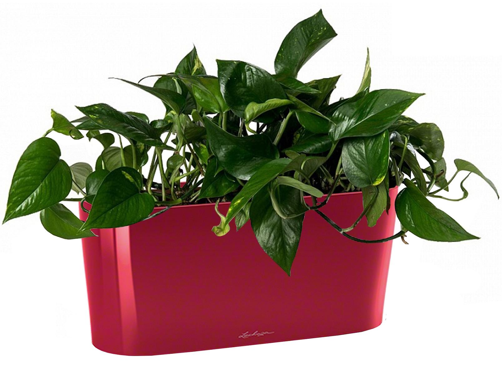 Golden Philodendron in LECHUZA DELTA Self-watering Planter, Total Height 40 cm