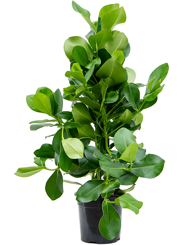 Lush Autograph Tree Clusia rosea Indoor House Plants