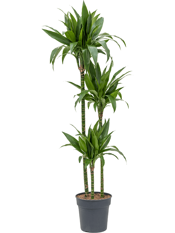 Impressive Corn Plant Dracaena fragrans 'Janet Craig' Tall Indoor House Plants Trees